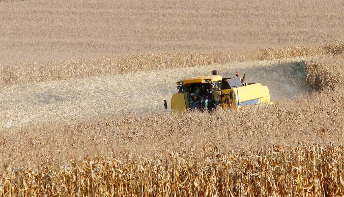  Produtores de milho do Paraná têm melhor remuneração em outubro, aponta boletim do Deral